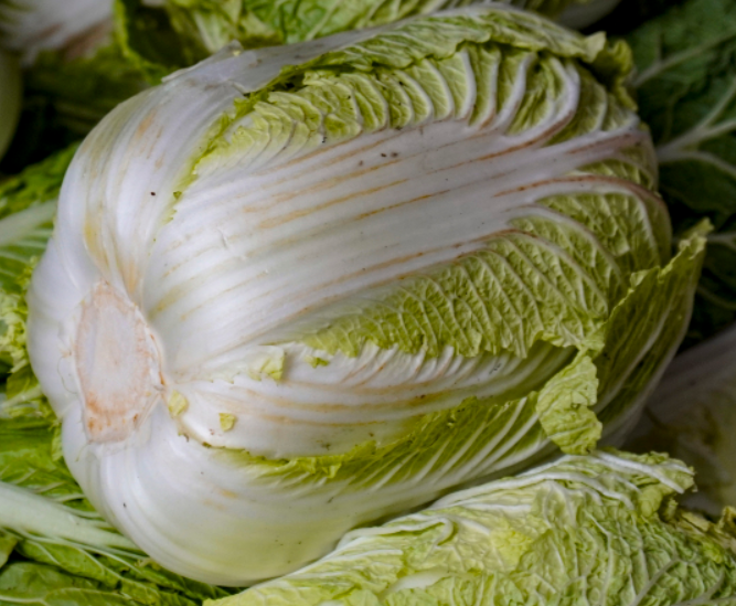 普通大白菜
