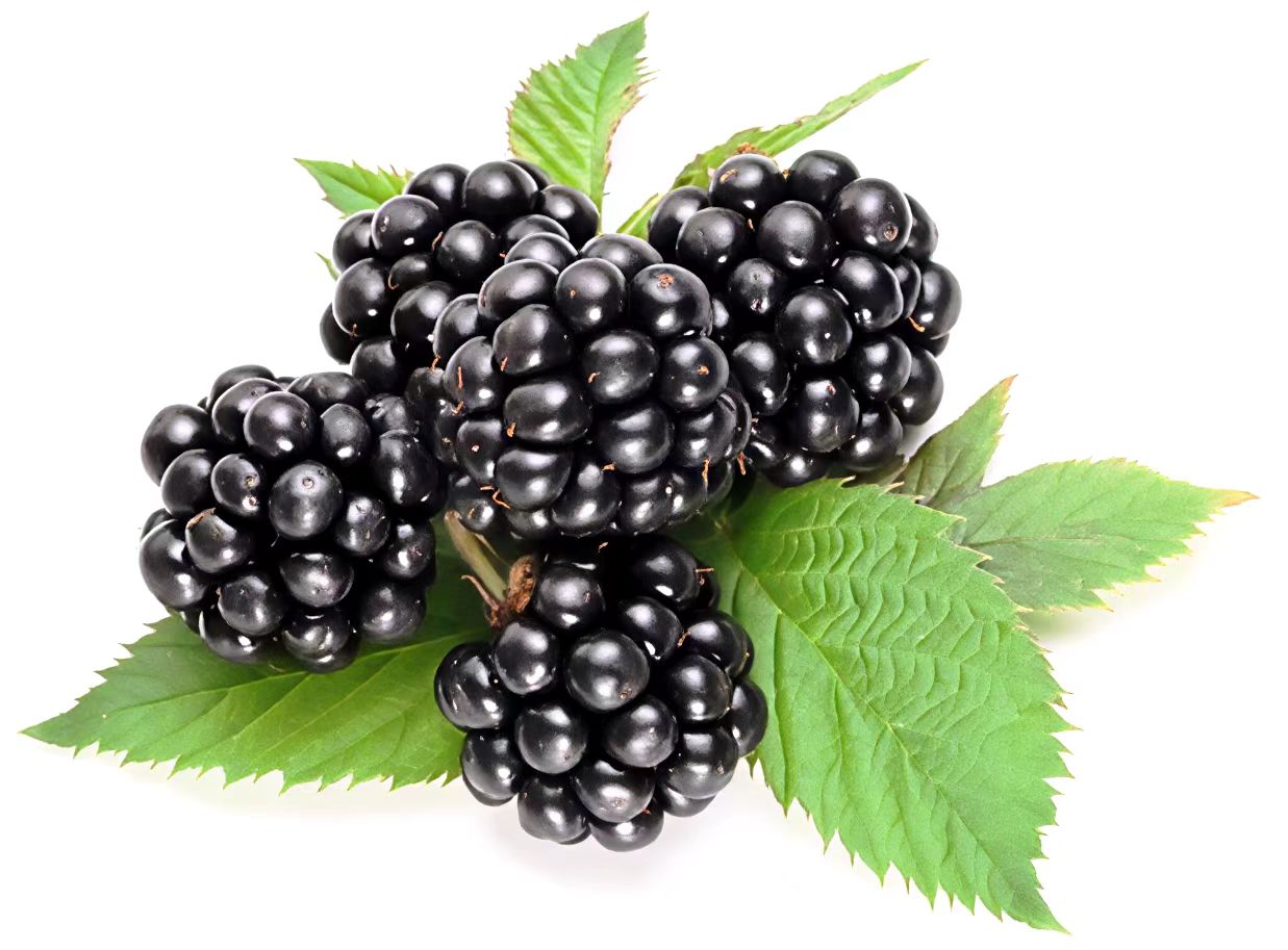 黑莓鲜果